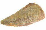 Bargain Raptor Tooth - Real Dinosaur Tooth #332824-1
